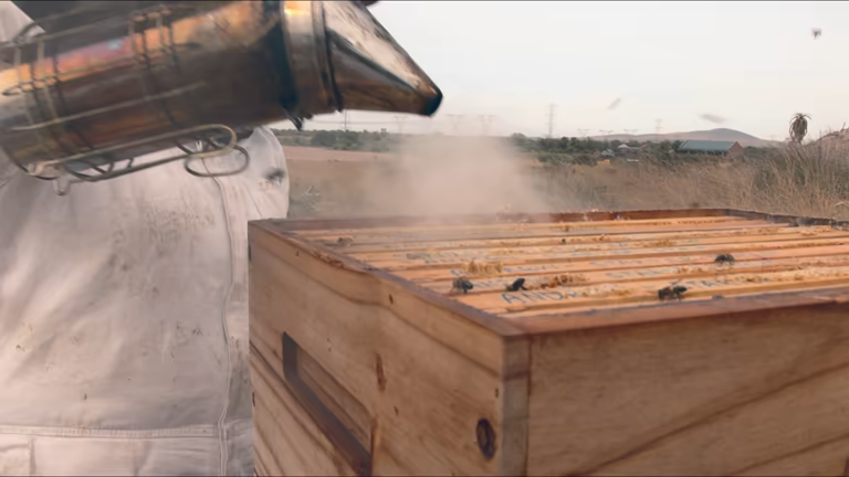 Best Time to Harvest Honey in Kenya