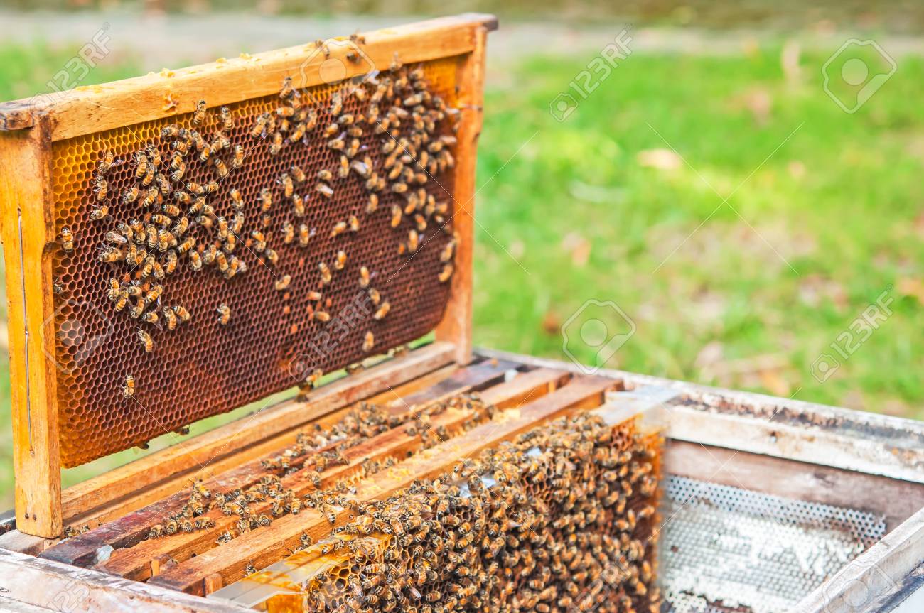Best Time to Harvest Honey in Kenya