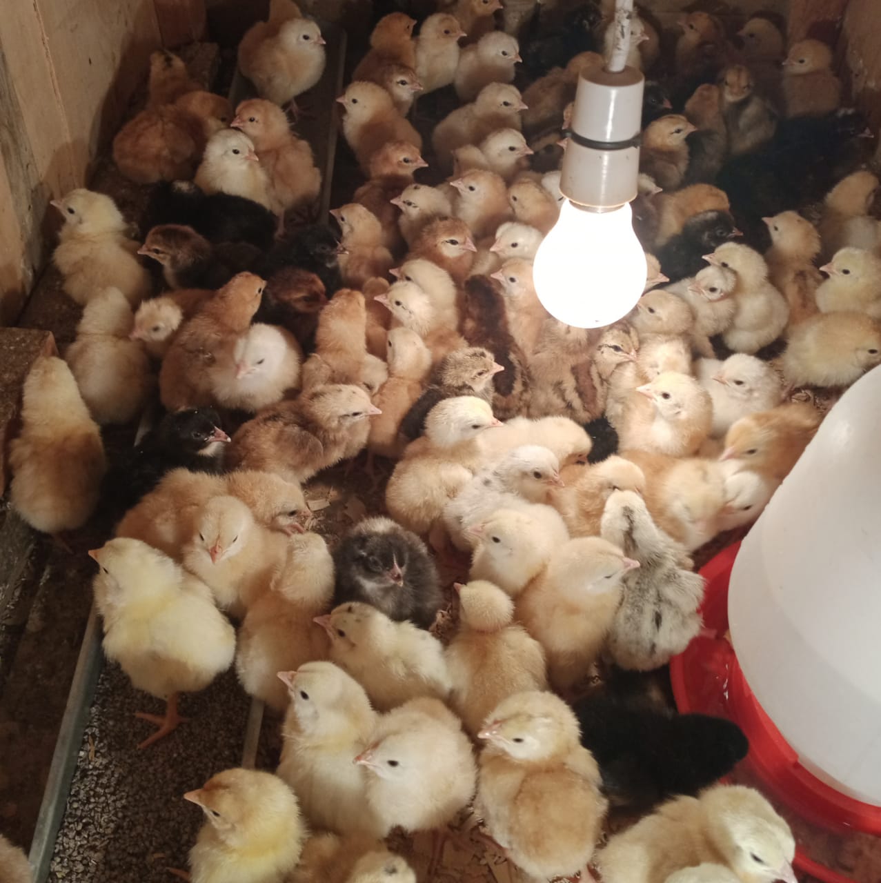 Best Age to Buy Improved Kienyeji Chicks in Kenya Best Age to Buy Improved Kienyeji Chicks in Kenya