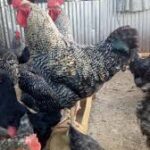 Improved kienyeji chicks, fast growing chicks