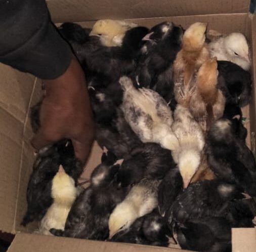 Why 3 Weeks Old Chicks in Nairobi Are Best | Poultry Guide Kenya