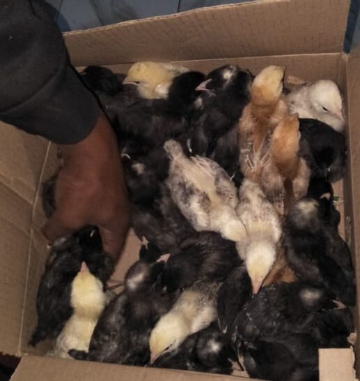 Best Practices for Raising 3 Weeks Old Chicks in Kenya