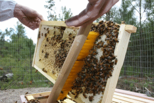 Bee rush