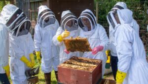 Common mistakes beekeeper do & how to avoid them guide by chickmasters bee keping 