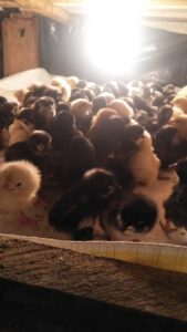 How to Brood Day-Old Kienyeji Chicks Successfully in Kenya