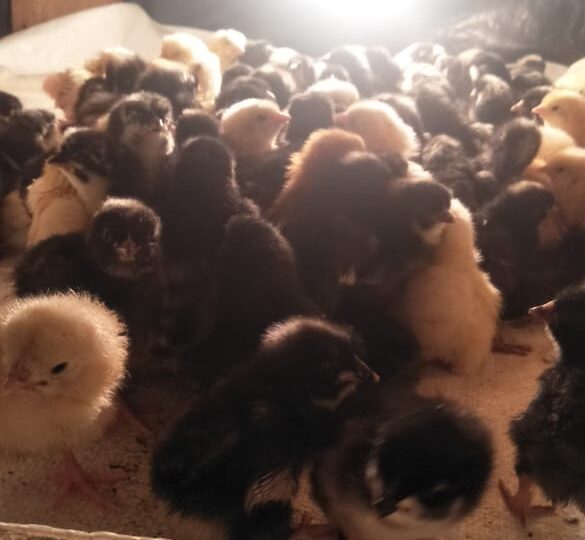 Beginner’s Guide to Poultry Farming in Nairobi Using One Day Old Chicks