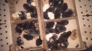 Day old improved kienyeji chick