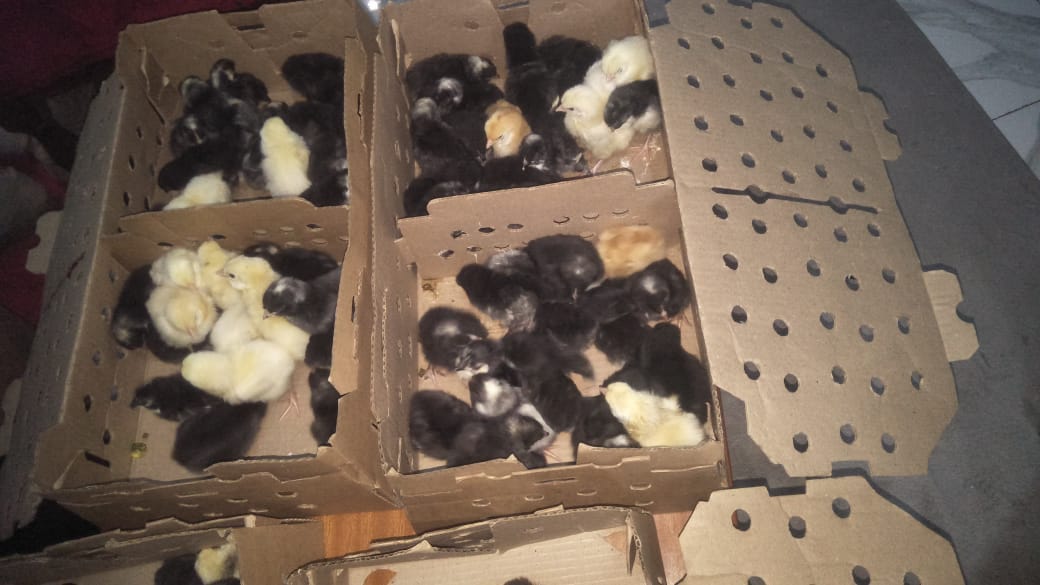 Buy One Day Old Chicks in Nairobi | Healthy Poultry Supply