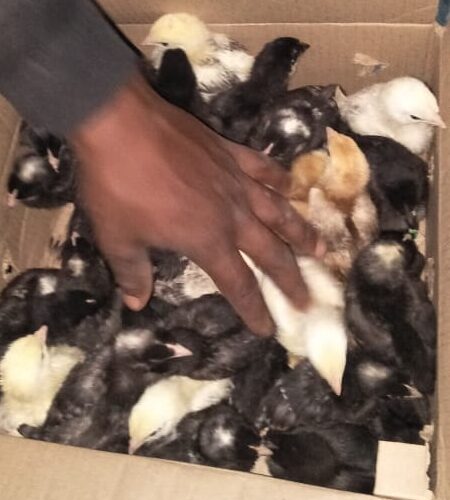 How to Choose Healthy 3 Weeks Old Chicks in Nairobi