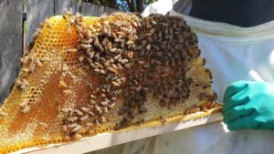 Tips for proper management of langstroth hives