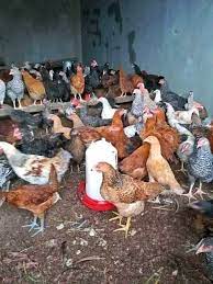 Why Improved Kienyeji Chicks Are More Profitable Than Local Breeds