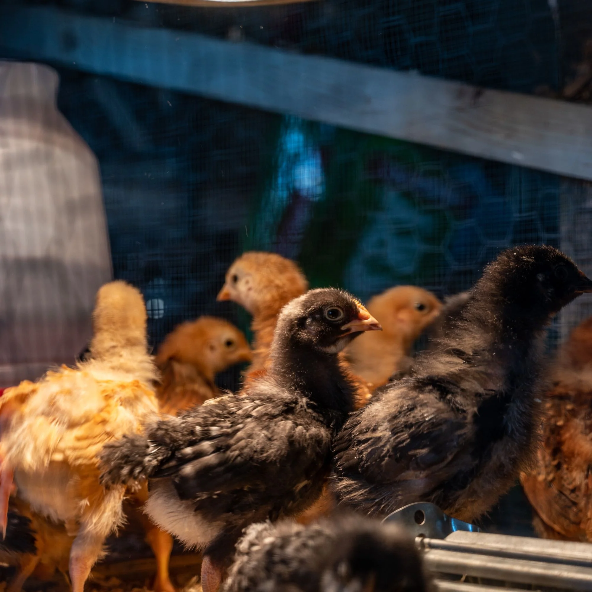 How Much Space Do 3 Weeks Old Chicks Need?