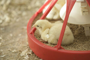 Best Feed for Improved Kienyeji Chickens 