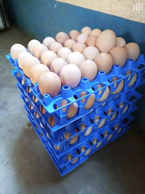 How to Increase Egg Production in Improved Kienyeji Chickens