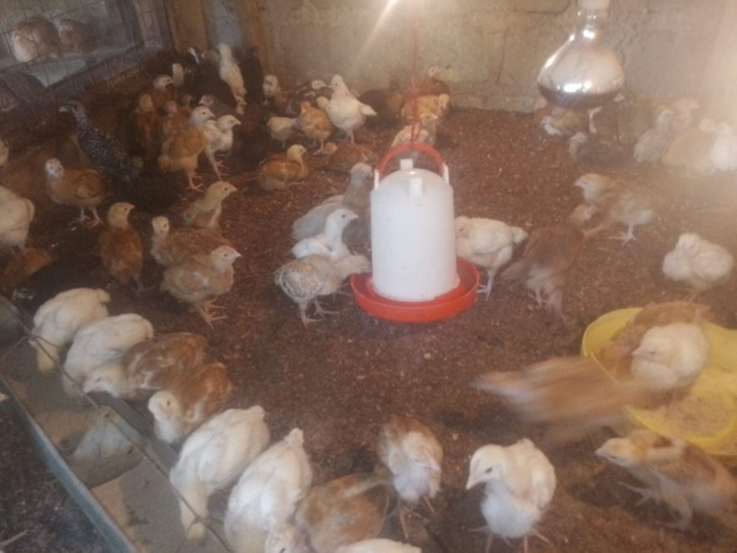 Best Housing for 1 Month Old Kienyeji Chickens in Kenya