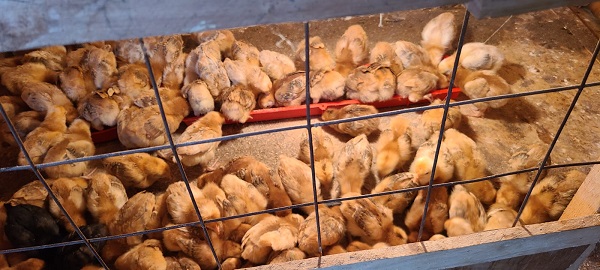 Poultry Farming Business in Kenya: Complete Guide