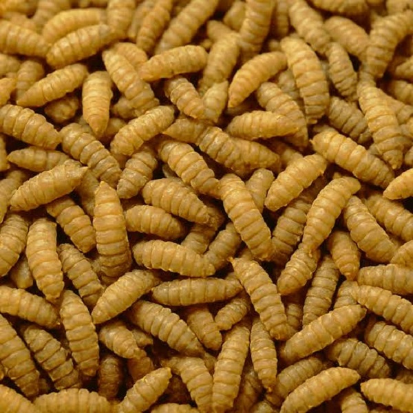 How to Reduce Chicken Feed Costs & Maximize Profit in Kenya