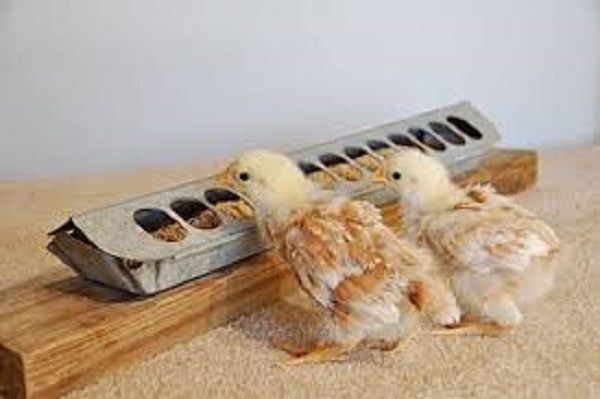 Commercial Poultry Feeders and Drinkers in Kenya