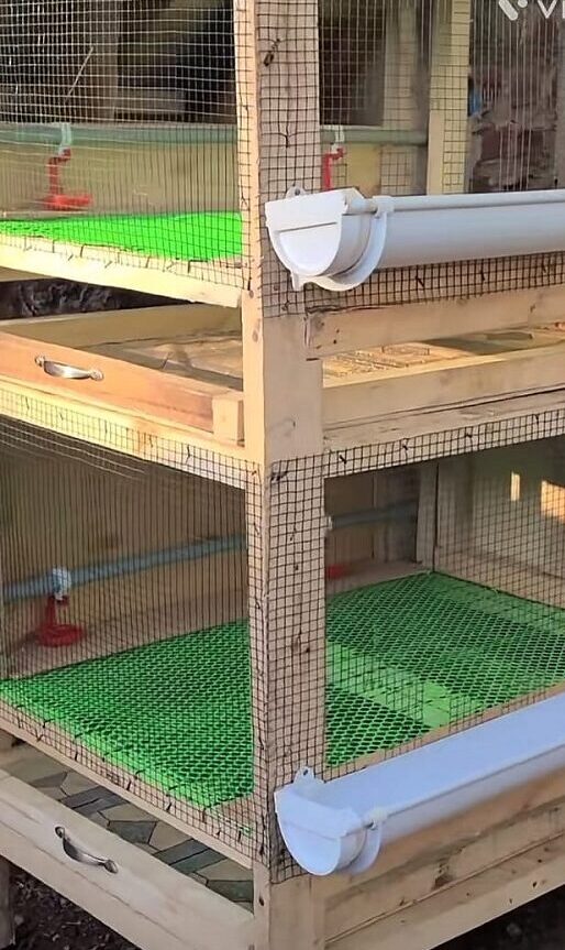 Best Poultry Farming Tips for Healthy and Productive Chickens
