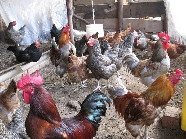 Kuroiler Chicks for Sale in Kenya
