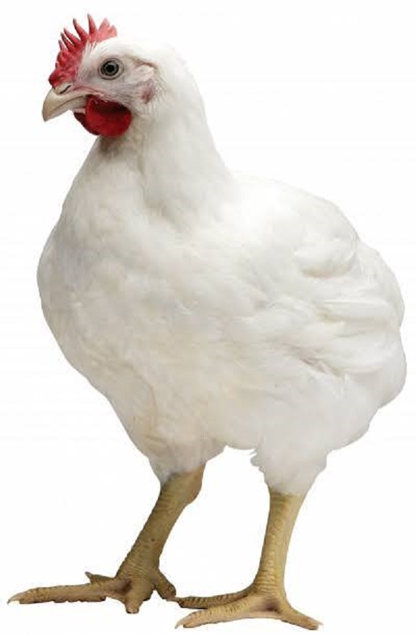 Best broiler breeds in kenya