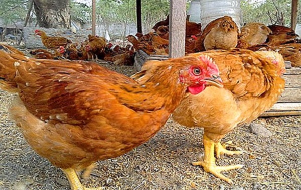 Sasso chicks for sale/price