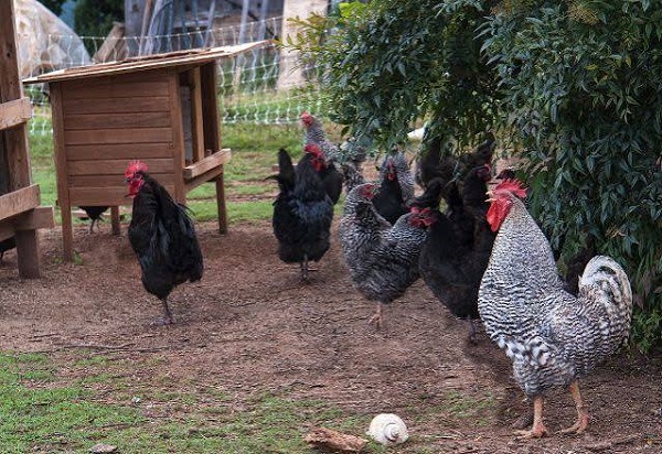 Free-Range vs Intensive Improved Kienyeji Farming in Kenya