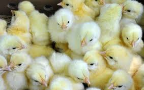 Best improved kienyeji breed